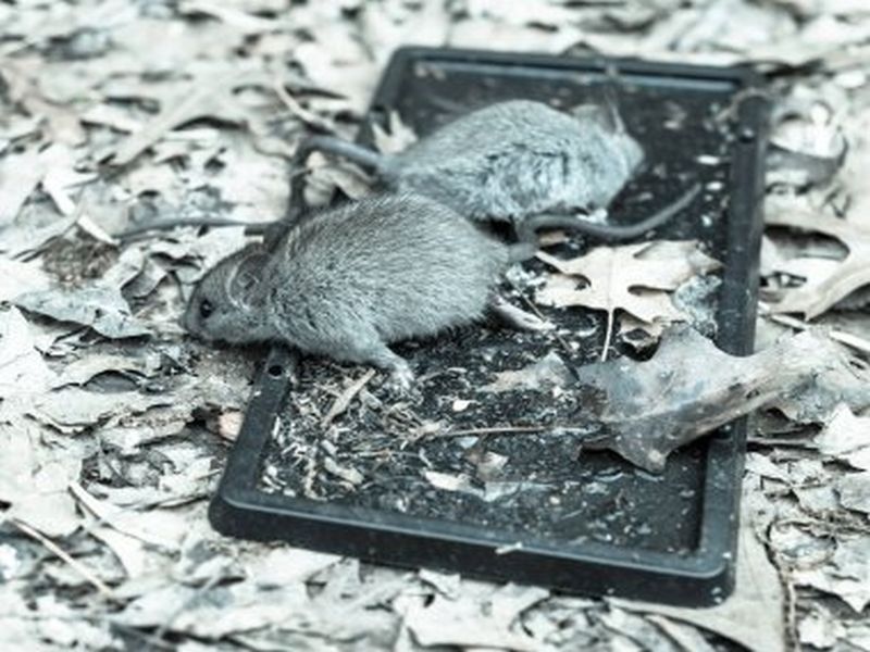 Winning the Battle Against Rats: Pest Control Mastery