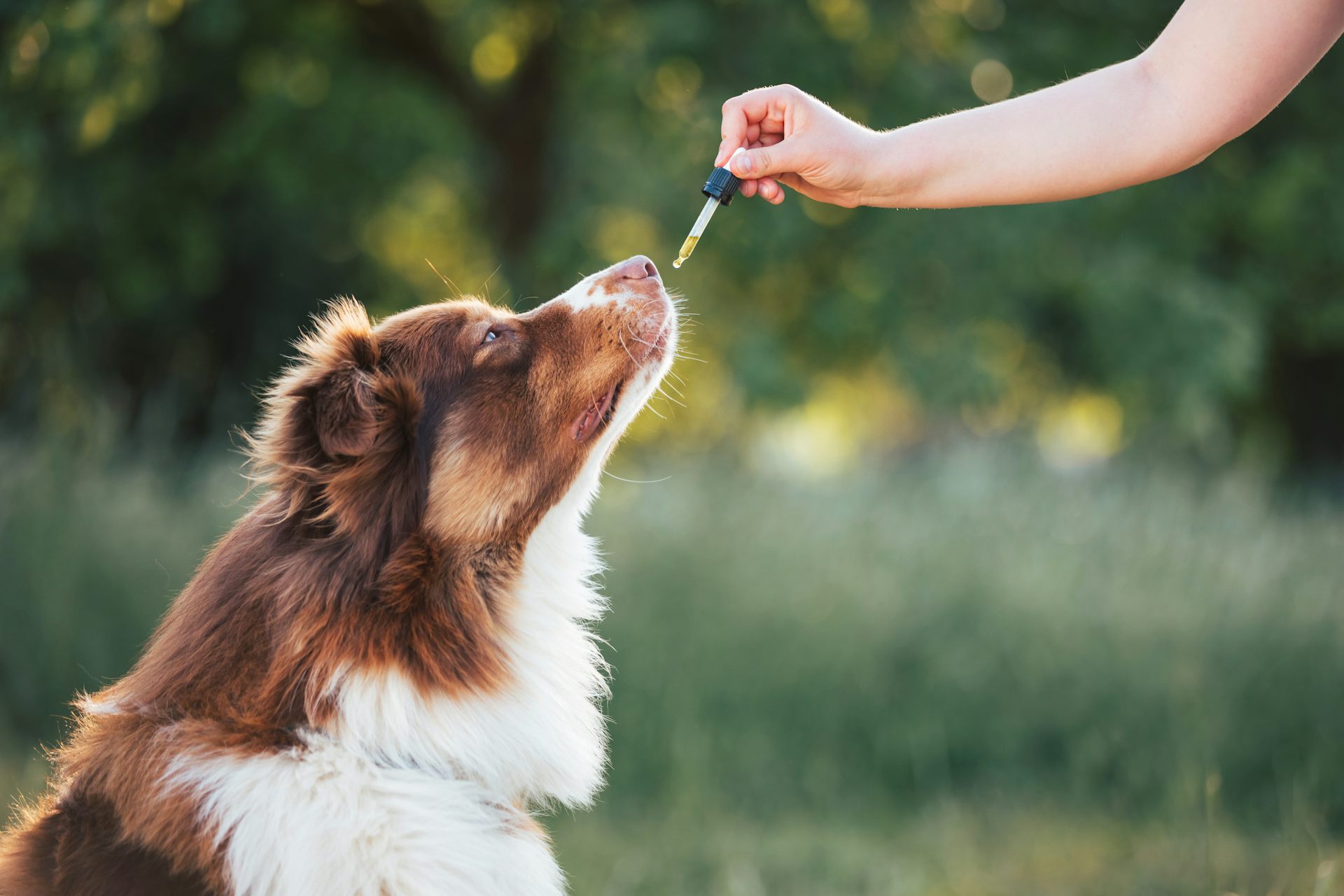 Calm, Comfort, and Care The Role of CBD Oil in Your Dog’s Wellness